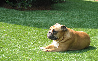 pet friendly artificial turf